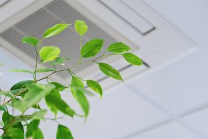 leafy-plant-near-an-air-vent